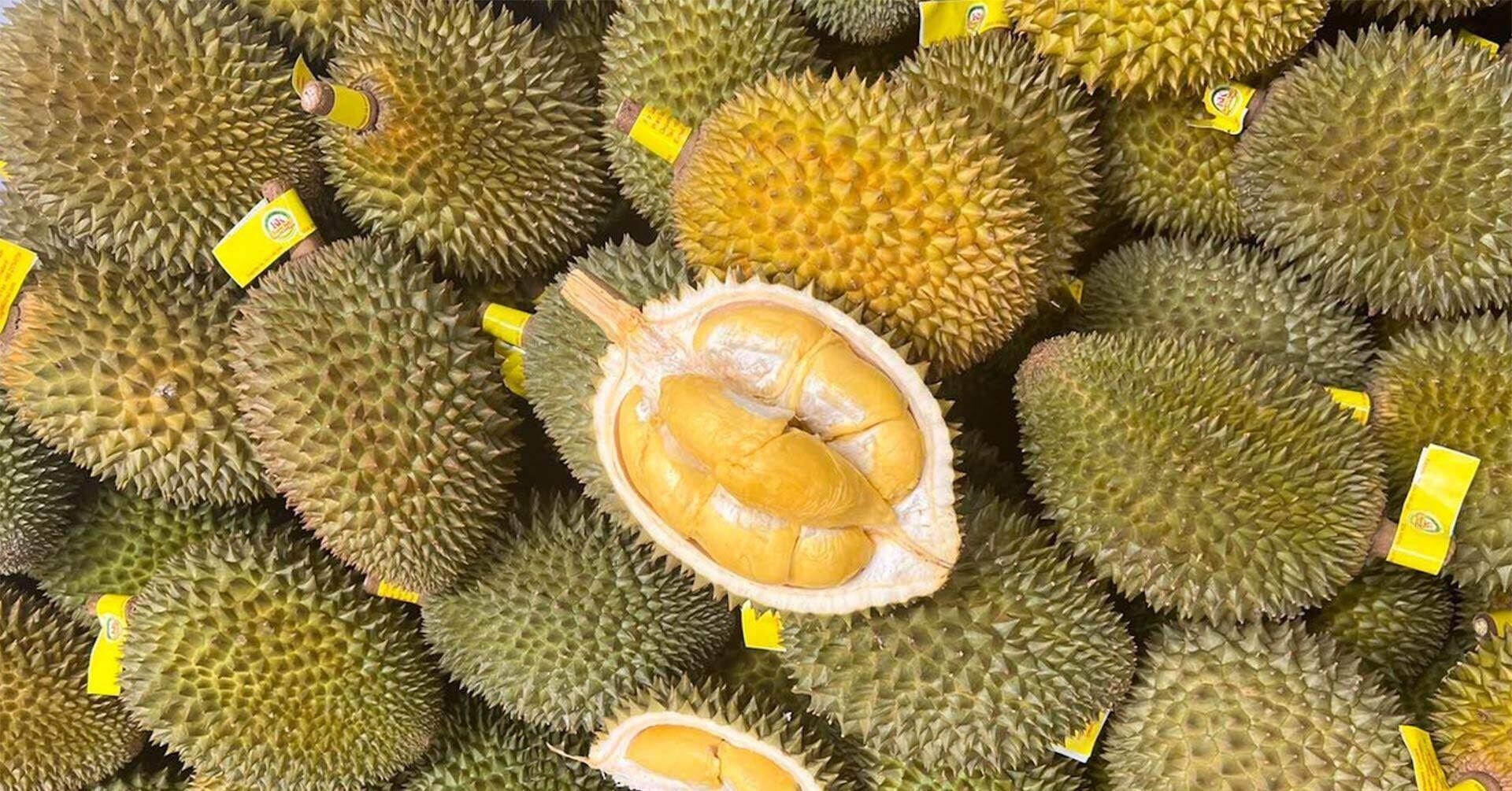 Sự thực về sầu Thái tí hon gây ‘sốt’ trên chợ mạng, tôm hùm bông giá siêu rẻ