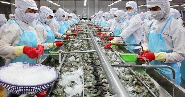 Thủy sản Minh Phú dự trình kế hoạch lãi hơn 1.260 tỷ đồng trong năm 2024 Thủy sản Minh Phú dự trình kế hoạch lãi hơn 1.260 tỷ đồng trong năm 2024