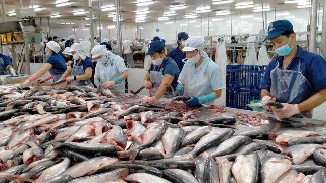 Xuất khẩu cá tra đã tăng trưởng dương, dự báo giá xuất khẩu sẽ tăng 10% trong nửa cuối năm Xuất khẩu cá tra đã tăng trưởng dương, dự báo giá xuất khẩu sẽ tăng 10% trong nửa cuối năm