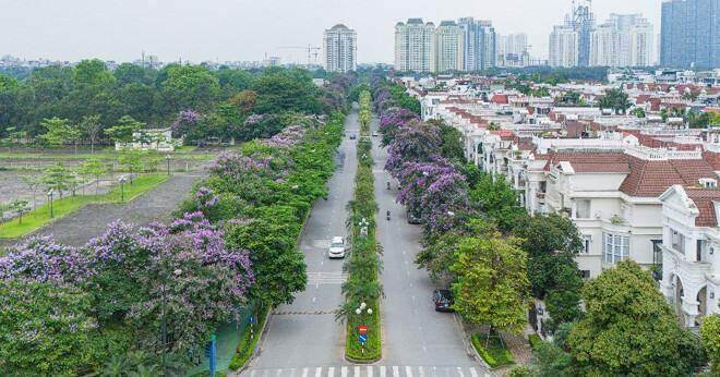Tháng 6, rực rỡ sắc tím bằng lăng Ciputra Hanoi Tháng 6, rực rỡ sắc tím bằng lăng Ciputra Hanoi