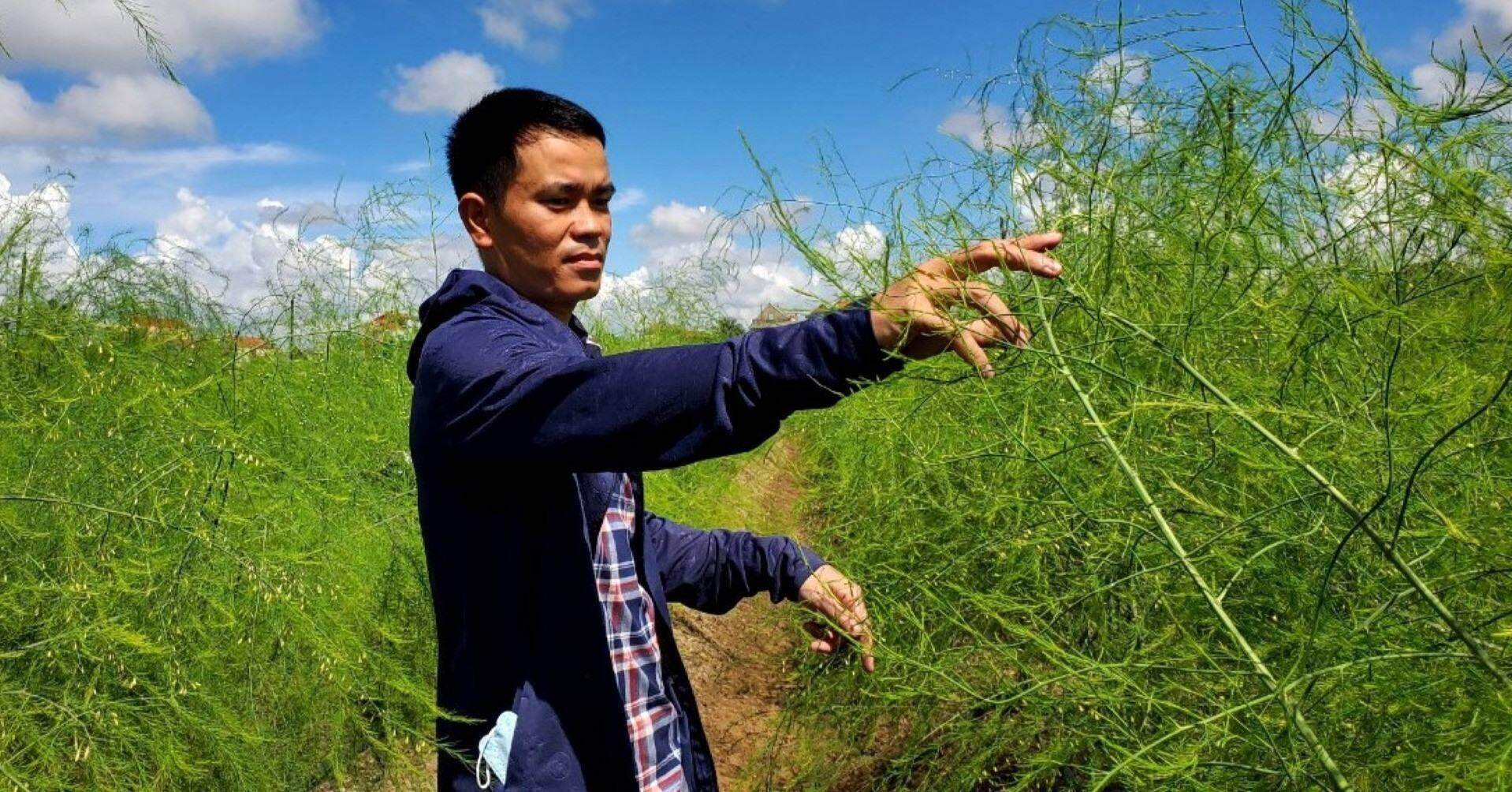 Đầu tư trồng măng tây, thu lãi tiền triệu mỗi ngày Đầu tư trồng măng tây, thu lãi tiền triệu mỗi ngày