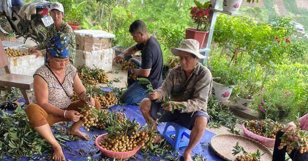 Giá nhãn Sơn La tăng kỷ lục lên hơn 50 ngàn đồng một kg