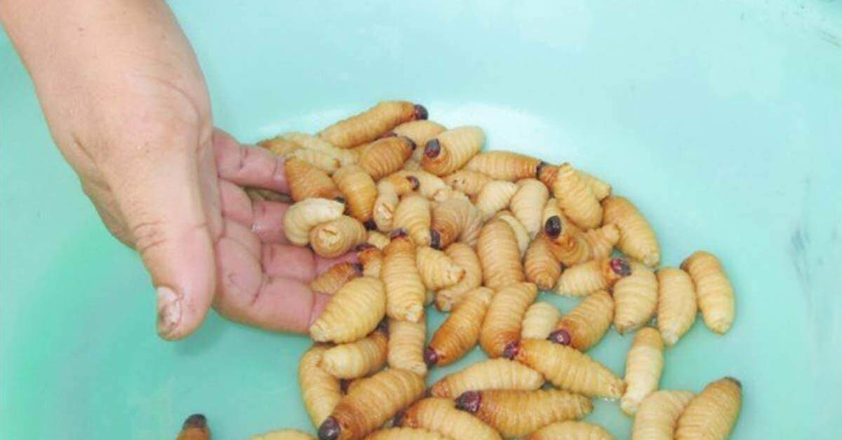 Loại côn trùng gây hại cho dừa vẫn được bán công khai dù bị cấm Loại côn trùng gây hại cho dừa vẫn được bán công khai dù bị cấm