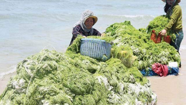 Ra mắt chương trình “Blue Ocean – Blue Foods” hướng đến bán tín chỉ carbon dưới biển Ra mắt chương trình “Blue Ocean – Blue Foods” hướng đến bán tín chỉ carbon dưới biển
