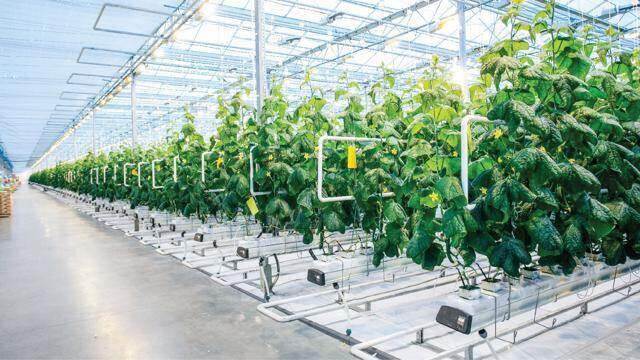 TP.HCM đặt mục tiêu nông nghiệp ứng dụng công nghệ cao chiếm từ 75 – 85% TP.HCM đặt mục tiêu nông nghiệp ứng dụng công nghệ cao chiếm từ 75 – 85%