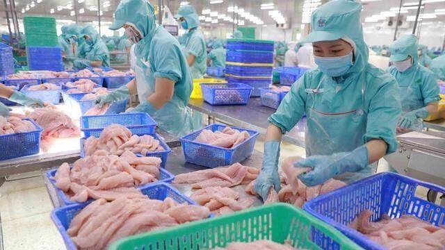 Xuất khẩu cá tra dự kiến đạt 1,8 tỷ USD trong năm 2024 Xuất khẩu cá tra dự kiến đạt 1,8 tỷ USD trong năm 2024