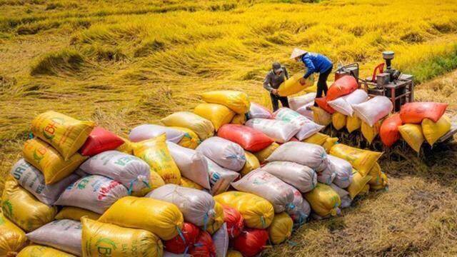 Xuất khẩu gạo cuối năm có nhiều biến động