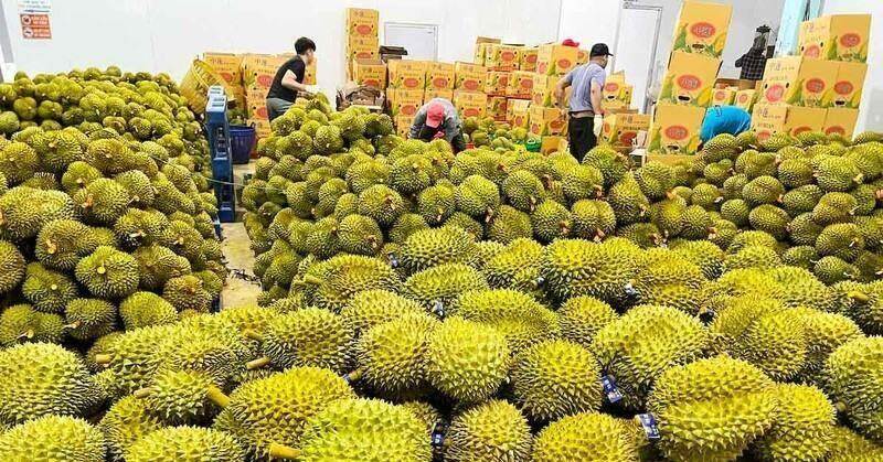 ‘Vua trái cây Việt’ thu về hơn 1 tỷ USD chỉ trong 2 tháng ‘Vua trái cây Việt’ thu về hơn 1 tỷ USD chỉ trong 2 tháng
