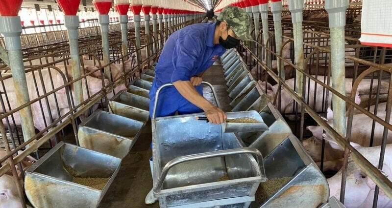 Bán 1 con lợn lãi gần 1,3 triệu đồng, giá thịt lợn nhập khẩu rẻ bất ngờ