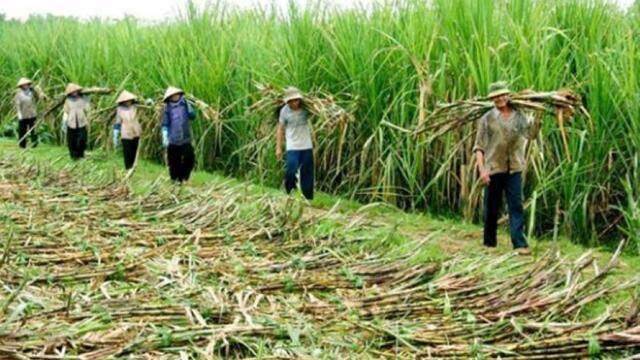 Ngành mía đường “bất lực” trước đường nhập lậu và đường siro ngô nhập khẩu