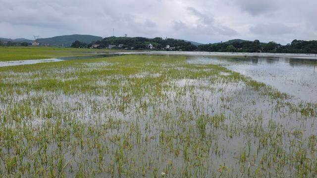 Hơn 4.000 ha lúa, cây trồng tại Thanh Hóa bị ngập úng, đổ gãy Hơn 4.000 ha lúa, cây trồng tại Thanh Hóa bị ngập úng, đổ gãy