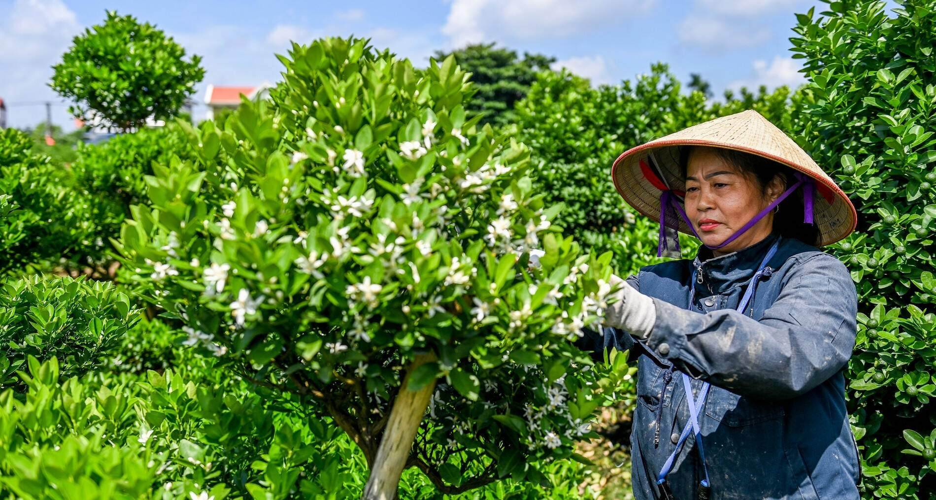 Nông dân vựa quất lớn nhất Nam Định nơm nớp lo lỡ vụ Tết