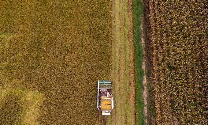 Thailand’s rice export prices dip to 14-month low