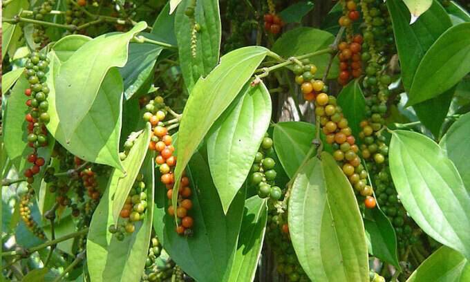 Vietnam pepper exports to top B in 2024