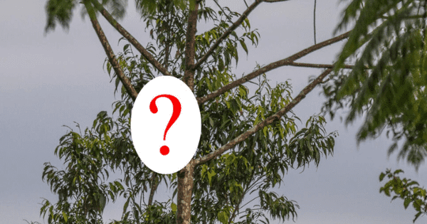 Loài vật được cho là “mất tích” sau 55 năm lộ diện khiến các nhà khoa học bất ngờ