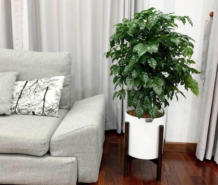 Cây hạnh phúc là cây gì? Ý nghĩa phong thủy và cách trồng Cây hạnh phúc là cây gì? Ý nghĩa phong thủy và cách trồng