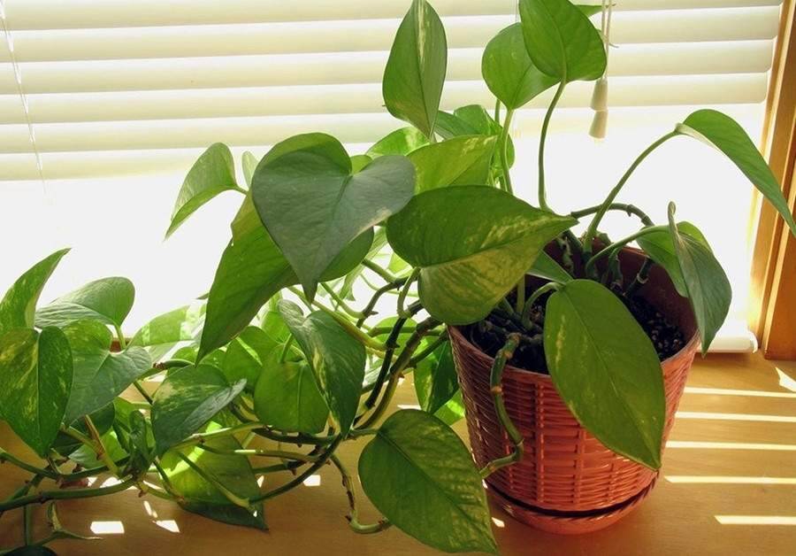 Cách trồng và ý nghĩa phong thuỷ của cây trầu bà Cách trồng và ý nghĩa phong thuỷ của cây trầu bà
