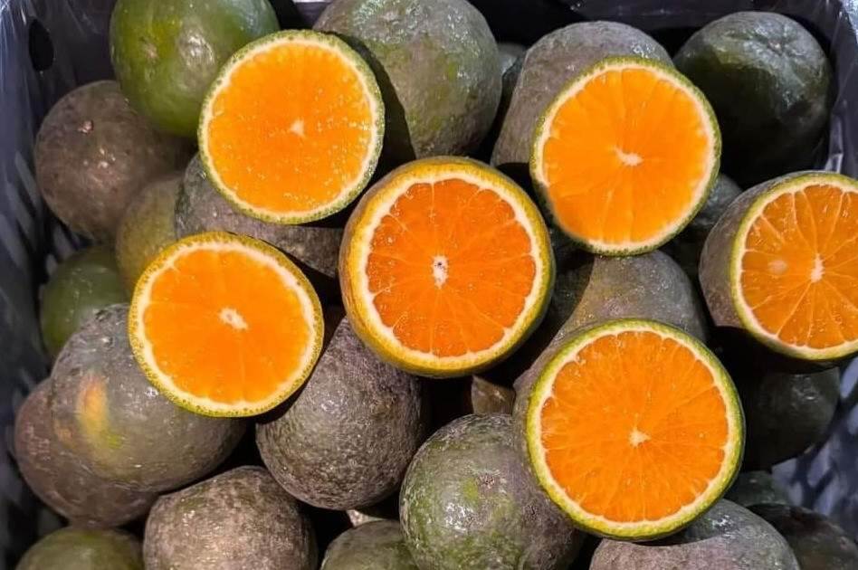 Cam sành rẻ hơn cốc trà đá; giá cau ‘rơi tự do’ Cam sành rẻ hơn cốc trà đá; giá cau ‘rơi tự do’