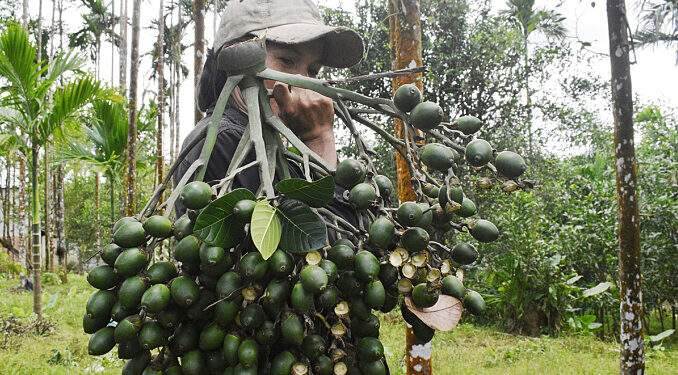 China doubles imports of Vietnam’s areca nuts China doubles imports of Vietnam’s areca nuts