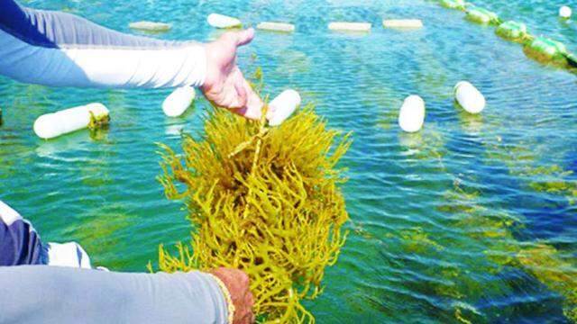 Doanh nghiệp hợp tác xây dựng chuỗi giá trị rong biển giá trị cao Doanh nghiệp hợp tác xây dựng chuỗi giá trị rong biển giá trị cao