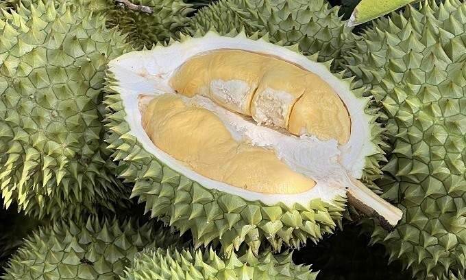 Durian prices increase – VnExpress International