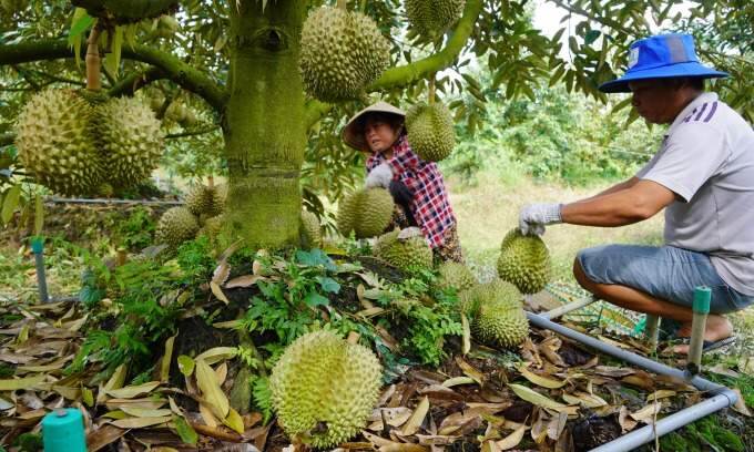 Neighbor’s ,000 durian harvest sparks quarrels in my family