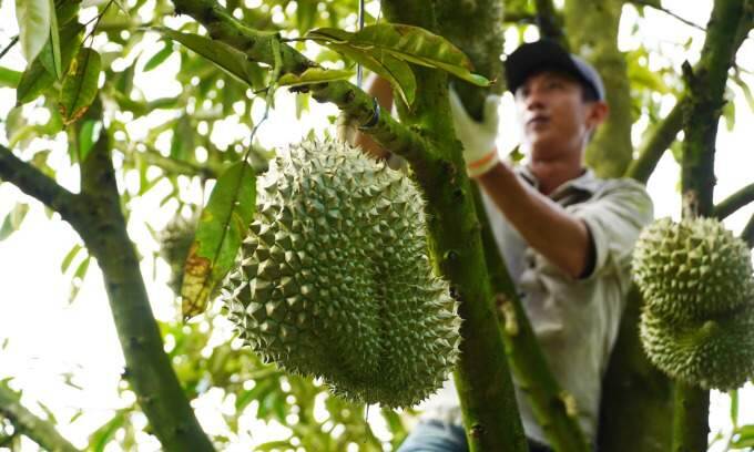 Parents want brother to inherit durian orchard generating ,000 annually that I planted