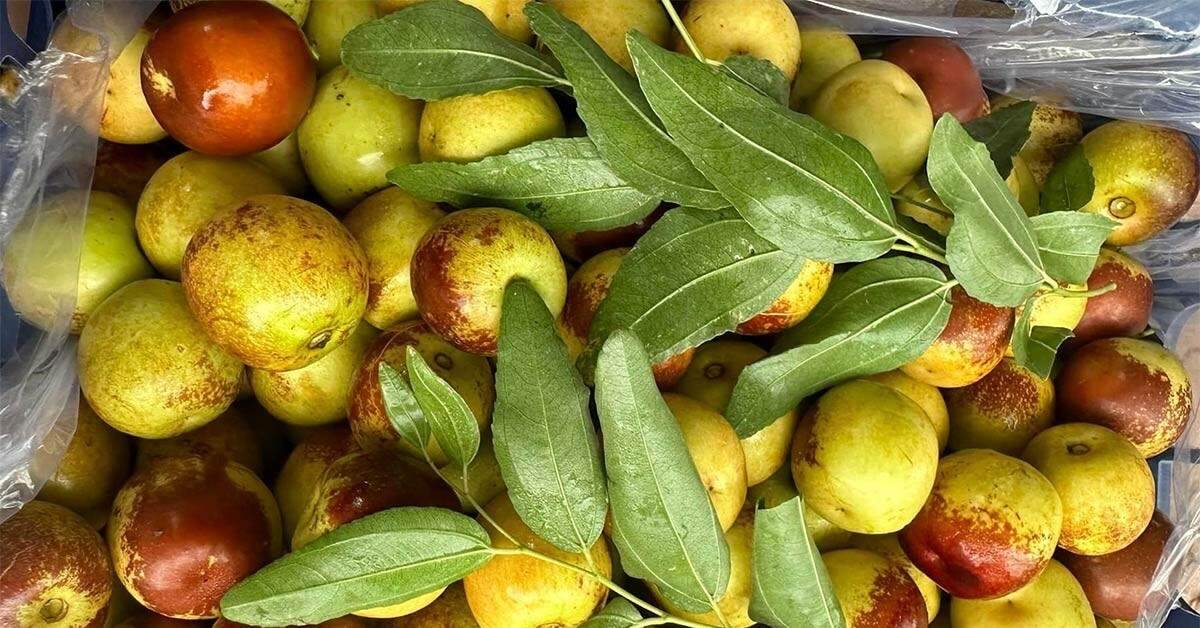 Quả ‘thần dược’ của Trung Quốc rẻ chưa từng có, giá sầu riêng tăng trở lại