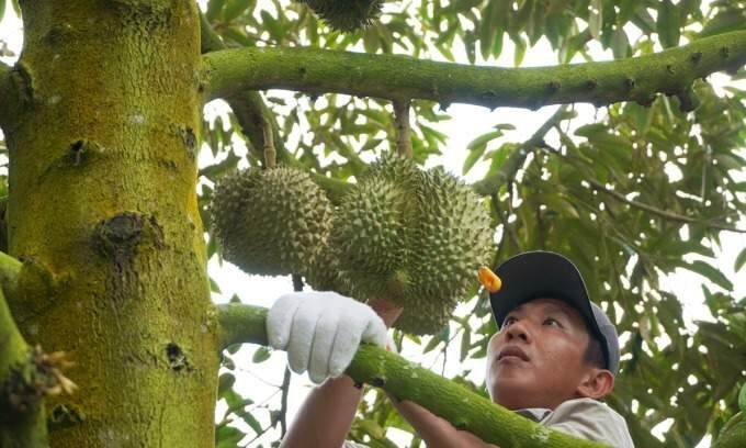 Quiz: How are durians harvested?