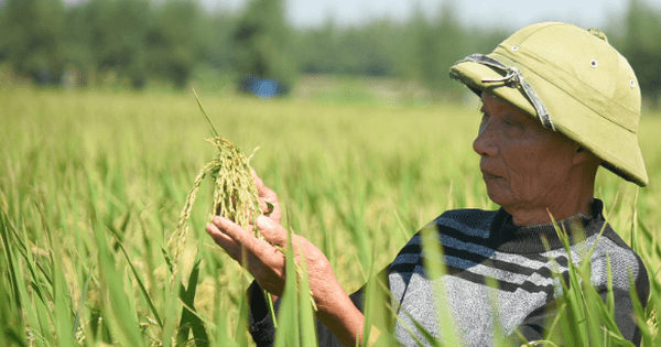 Vì sao bảo hiểm nông nghiệp vẫn chưa cất cánh? (Bài 2)