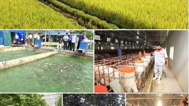 Vượt qua bão lũ, ngành nông lâm ngư nghiệp đạt tốc độ tăng trưởng 3,1% Vượt qua bão lũ, ngành nông lâm ngư nghiệp đạt tốc độ tăng trưởng 3,1%