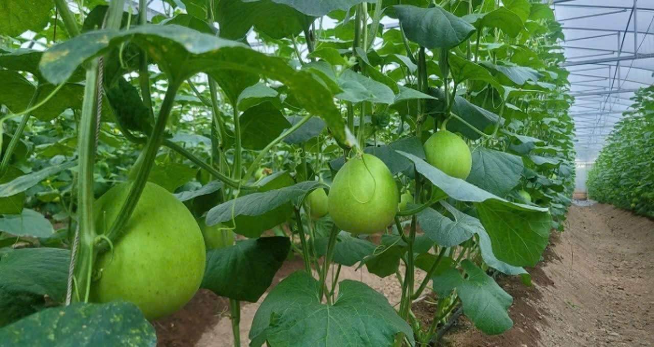 Đổi mới, khởi nghiệp sáng tạo lĩnh vực nông nghiệp