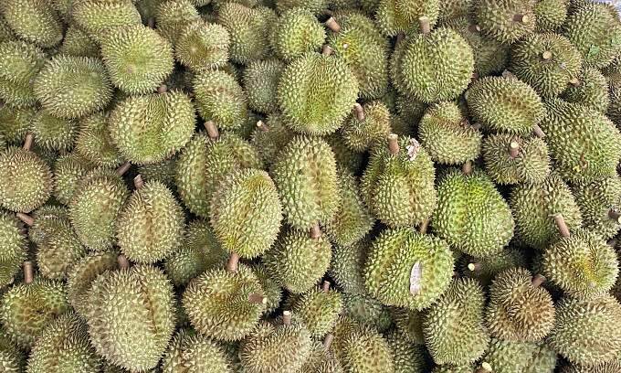Durian farmers face losses even with prices doubling