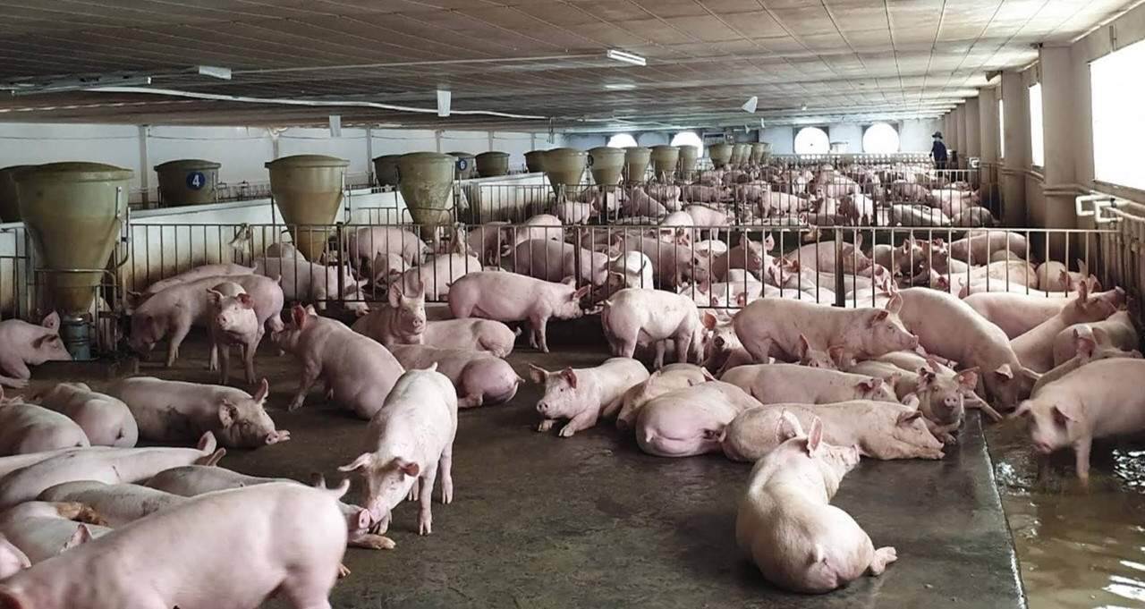 Hải Dương sẽ thực hiện cấm chăn nuôi tại 270 khu dân cư ở các phường, thị trấn