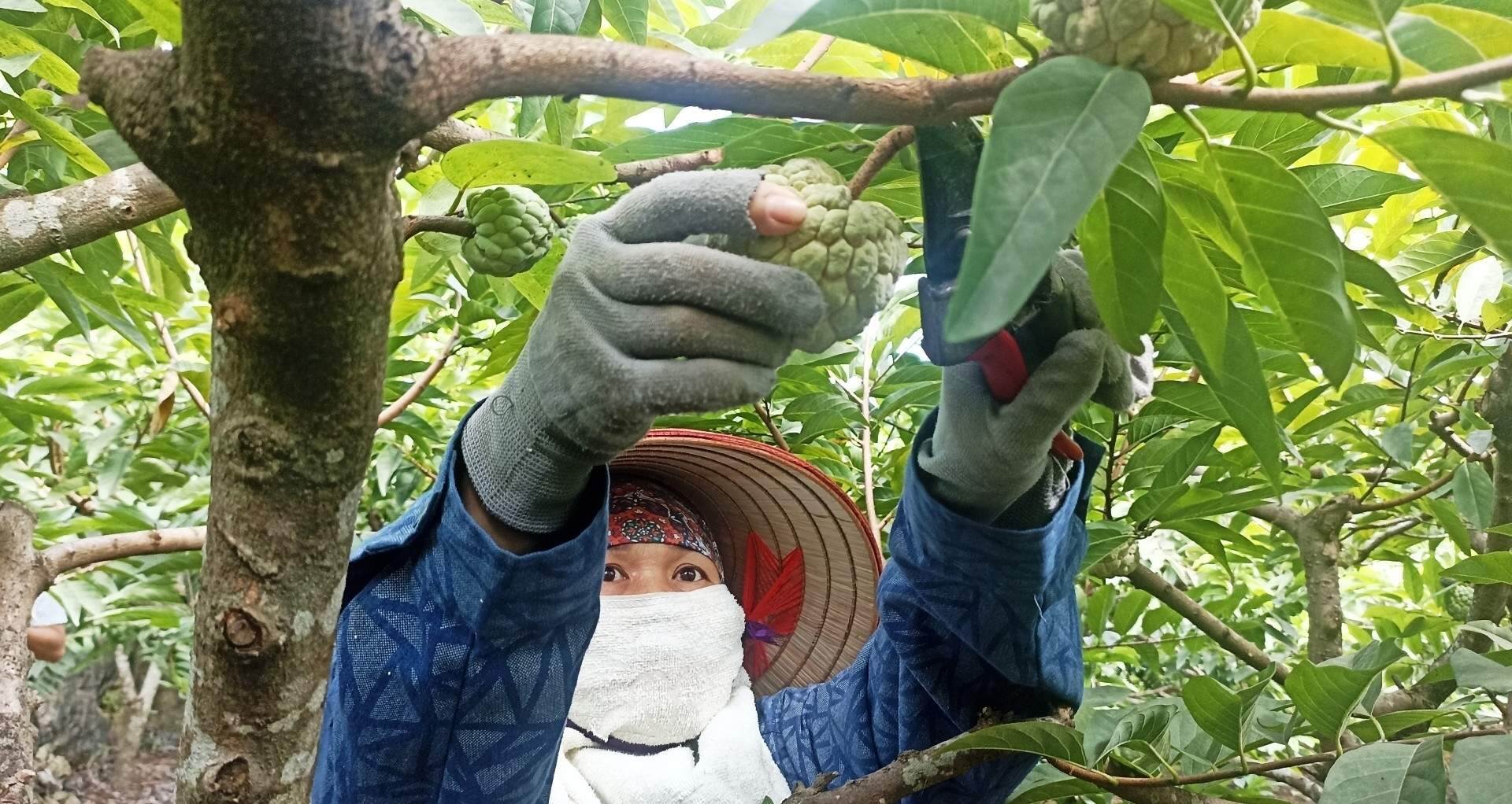 Lấy công làm lãi, nhiều hộ dân ‘bỏ túi’ hàng trăm triệu nhờ trồng na trên đất đá