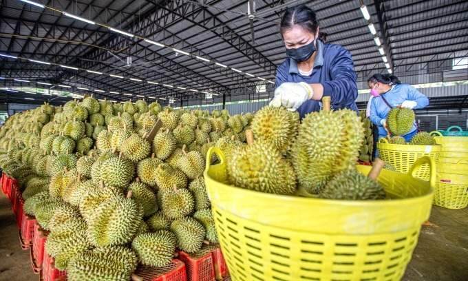 Vietnam durian exports to China surpass Thailand’s