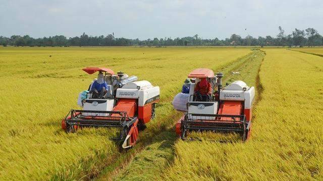 An Giang: Tăng khả năng tiếp cận vốn tín dụng để phát triển Đề án 1 triệu ha lúa chất lượng cao
