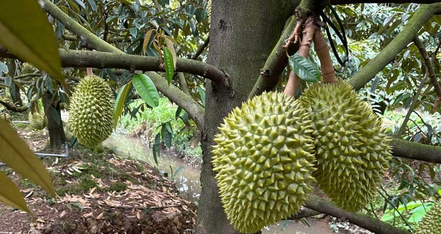 Báo động khẩn cấp hành vi gian lận trong xuất khẩu sầu riêng sang Trung Quốc