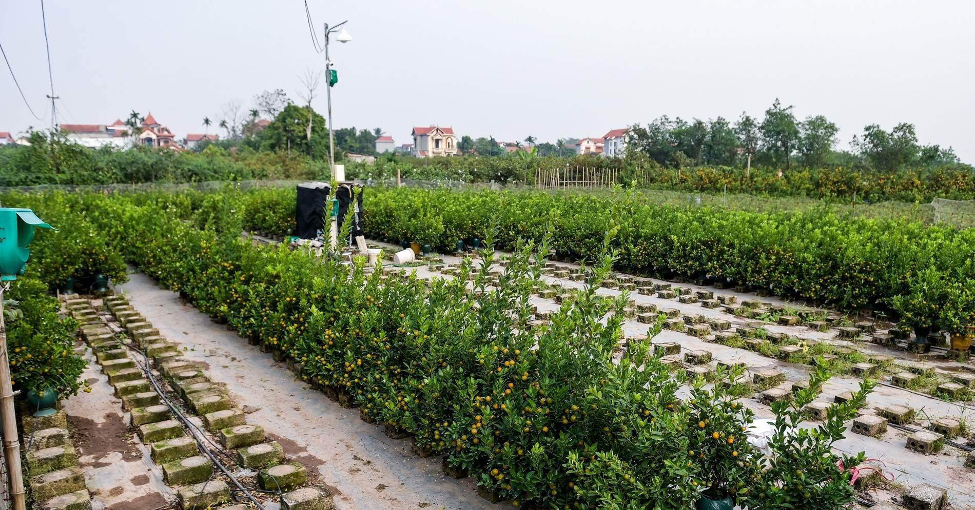 Chốt đơn khủng xong, nhiều chủ vườn ở thủ phủ quất cảnh miền Bắc ‘nghỉ Tết’ sớm
