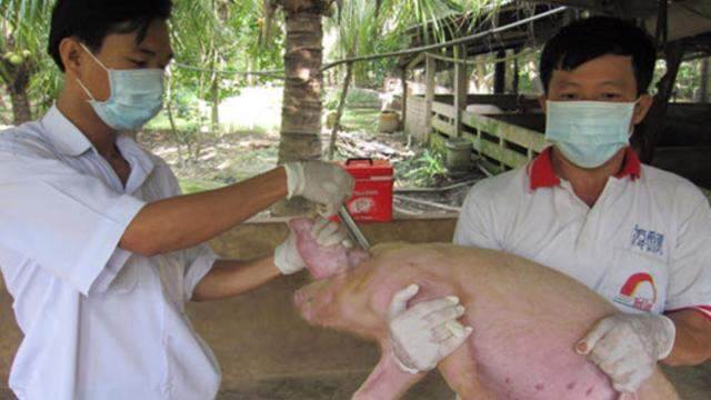 Nghịch lý vaccine thú y: Hàng trong nước chất lượng vượt trội, nhưng hàng ngoại áp đảo thị trường