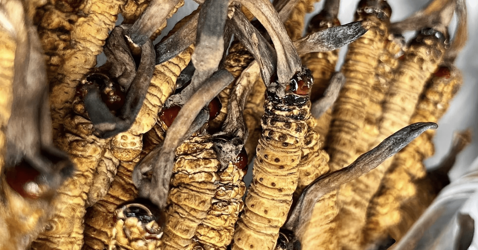 ‘Sâu cỏ’ khô đổ bộ thị trường Việt, giá 2,5 tỷ đồng/kg vẫn cháy hàng