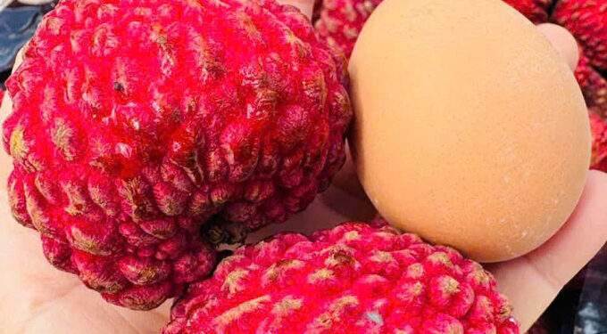 Australian ‘dragon egg’ lychee sold for per kilogram in Vietnam Australian ‘dragon egg’ lychee sold for per kilogram in Vietnam