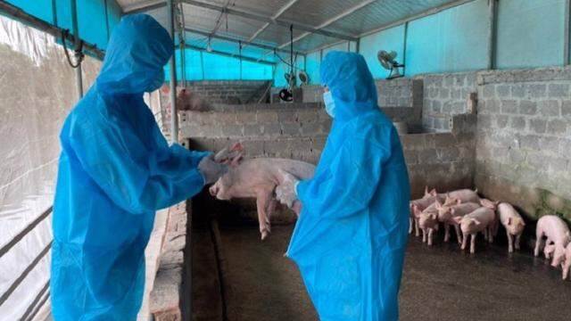 Đảm bảo an toàn thực phẩm sản phẩm chăn nuôi dịp Tết Ất Tỵ