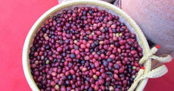 Đồng loạt tăng mạnh, Robusta trở lại mốc 5.000 USD/tấn
