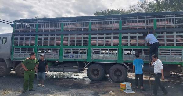 Kỷ lục phát hiện và xử phạt lợn, gà… nhập lậu vào Việt Nam