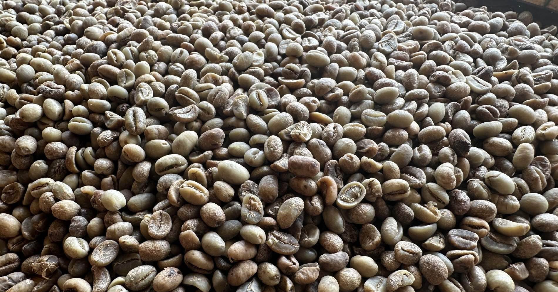Mở hàng đầu năm, cà phê Việt Nam thu về 10.000 tỷ đồng