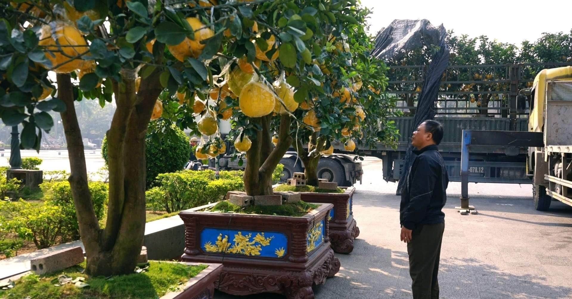Nhà vườn hạn chế cọc, cây cảnh Tết ‘xuống phố’ sớm Nhà vườn hạn chế cọc, cây cảnh Tết ‘xuống phố’ sớm