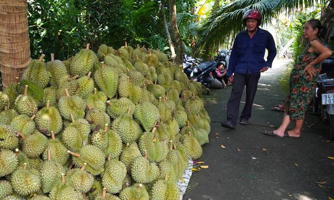 Public urged to save durian exporters with distress sales at .6 per kilogram