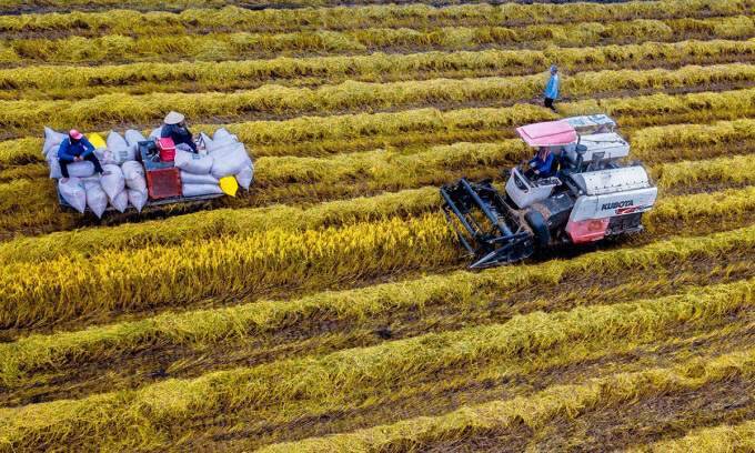 Rice exports grow by over 23%