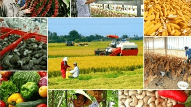 Sản xuất nông nghiệp năm 2024 đáp ứng đủ nhu cầu trong nước và xuất khẩu